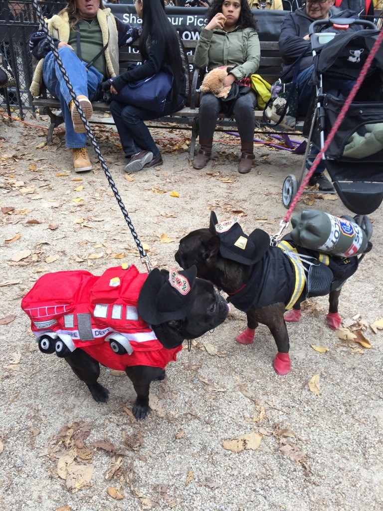 Halloween dog parade12