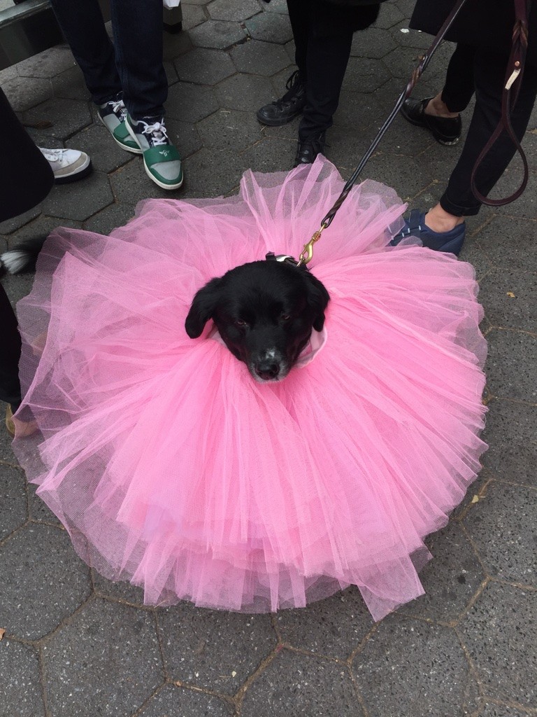 Halloween dog parade3