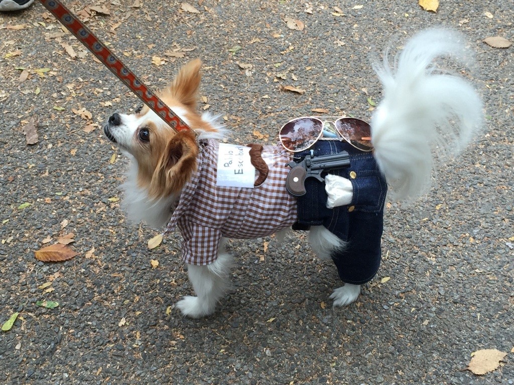 Halloween dog parade9
