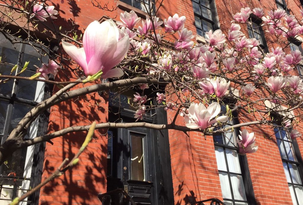 arbre en fleur de couleur rose, typique de la saison du printemps new yorkais avec une brownstone en arriere plan - Retrouvez nos conseils sur le blog de New York Off Road, visites guidées en français de la Grosse Pomme