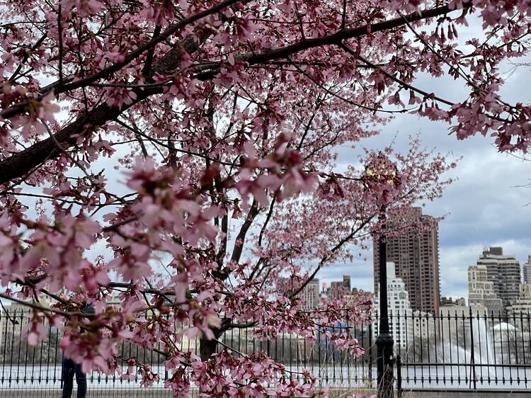Cherry Blossom