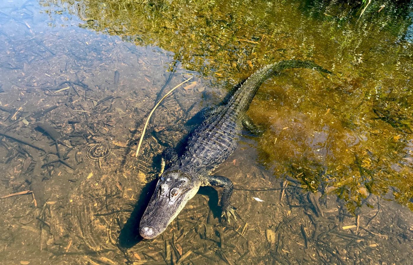 week-end a miami week-end prolongé 5 jours a miami everglades airboat nature alligator que faire en 5 jours a miami visites guidées de miami insolites et en francais miami off road