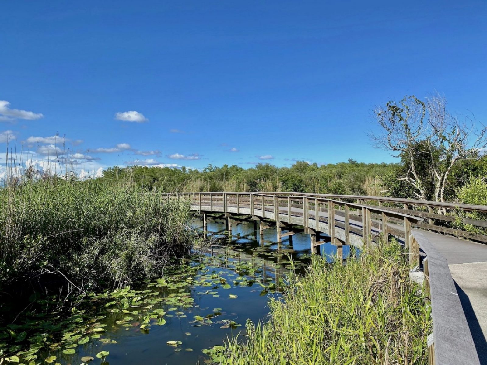 Le ponton de l'anhinga trail, le chemin le plus connu de la partie Sud des Everglades. Un des coups de coeur de Miami Off Road
