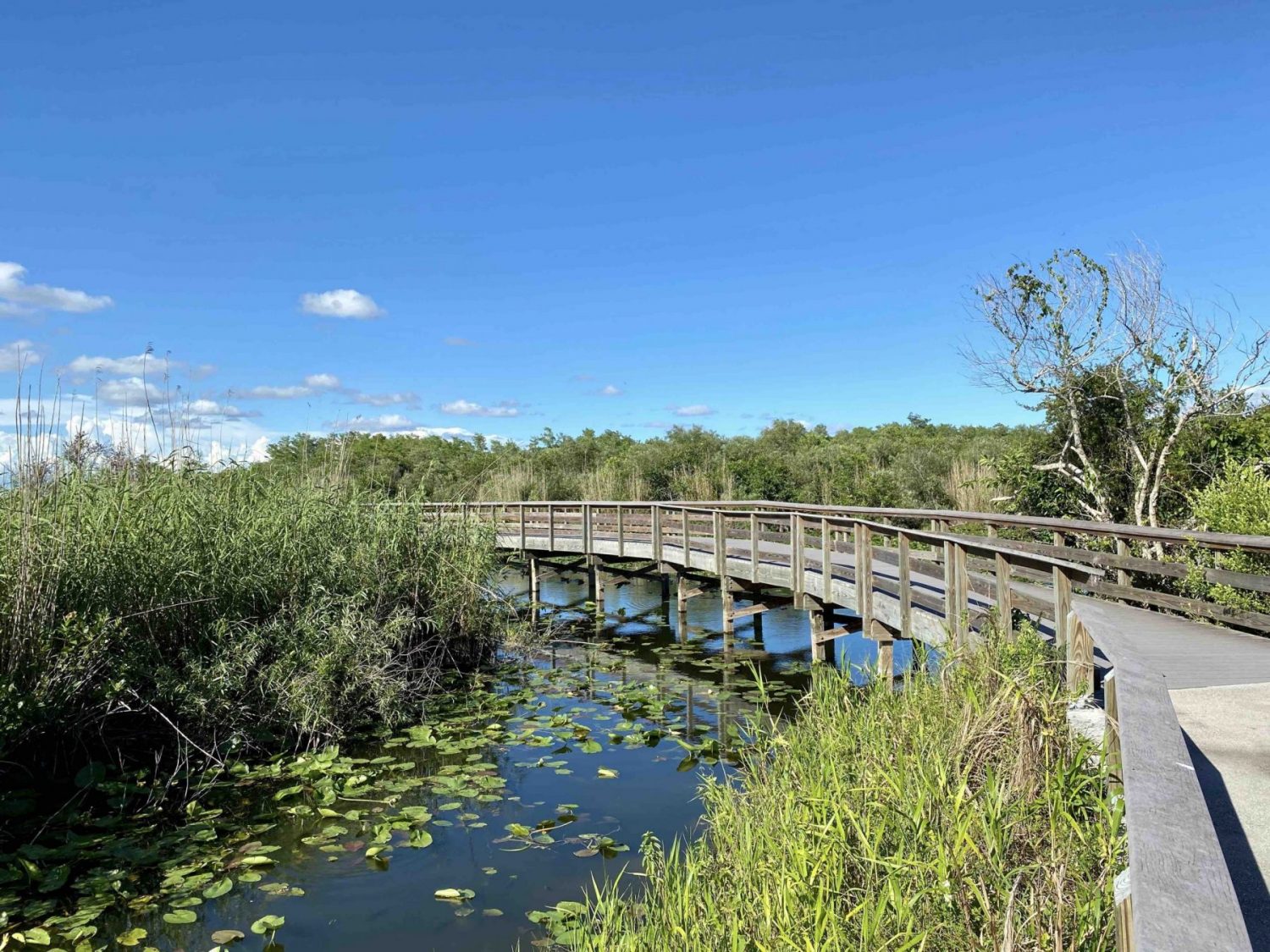que faire en floride cet été everglades anhinga trail nature alligator randonnée visiter les Everglades visite guidée en francais guide francais visiter miami road trip en floride que faire en floride pendant le COVID 19 coronavirus que faire à miami pendant le coronavirus COVID 19 activités en floride adresses bons plans blog miami off road