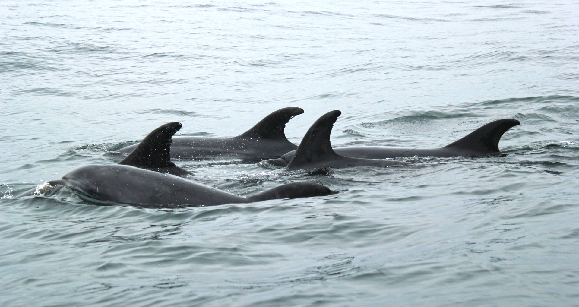 groupe de dauphins à la surface de l'eau