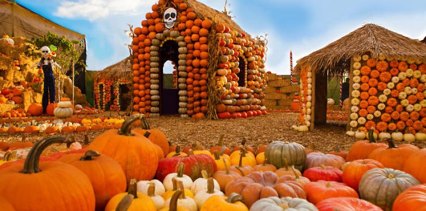 La rentrée est passée et voici l'automne : un soleil plus doux et une foule d'activités au programme. Alors pour l’agenda des événements à ne pas manquer entre deux visites guidées en français avec Californie Off Road, c’est par ici !