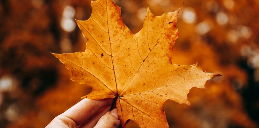 La rentrée est passée et voici l'automne : un soleil plus doux et une foule d'activités au programme. Alors pour l’agenda des événements à ne pas manquer entre deux visites guidées en français avec Los Angeles Off Road, c’est par ici !