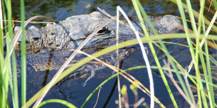 Comment visiter Miami sans faire un passage par les Everglades ? Mais ce parc est gigantesque, alors par quoi commencer ? On vous dit tout. Suivez le guide !